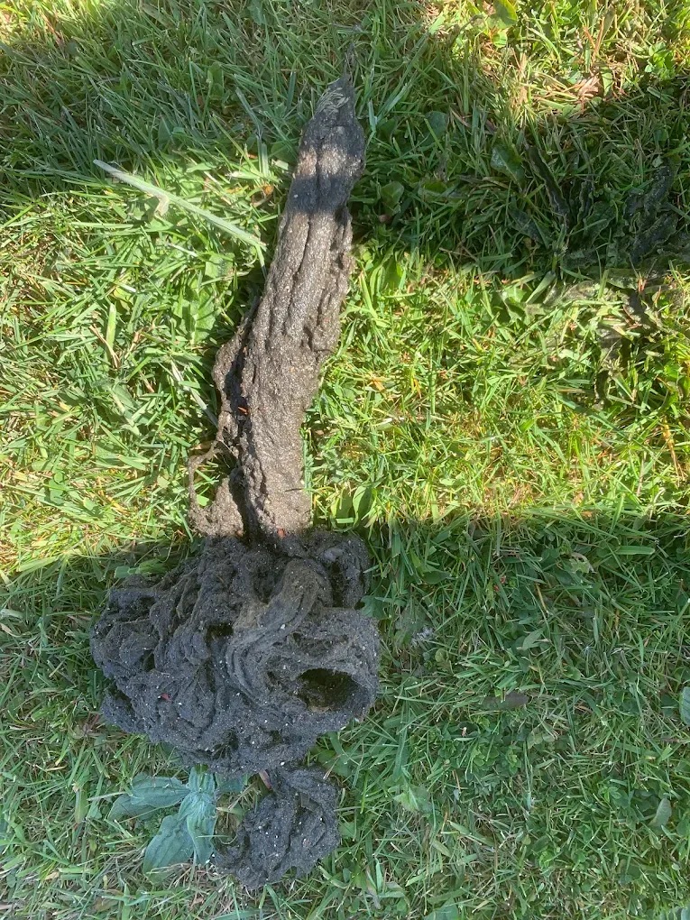 A picture of a large blockage removed from a blocked drain, lying on the grass.